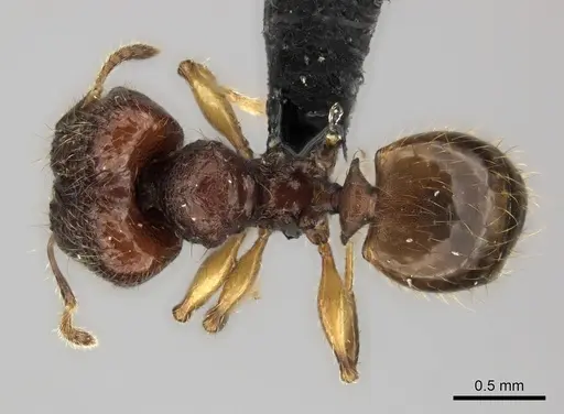 Pheidole rugocephala specimen