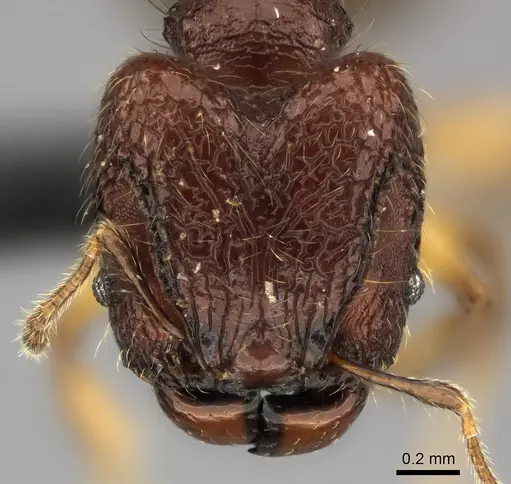 Pheidole rugocephala specimen