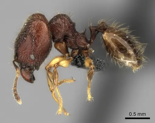 Pheidole rugocephala specimen