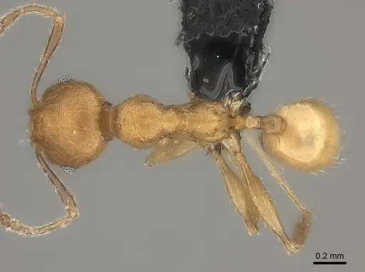 Pheidole rugocephala - CASENT0078393
