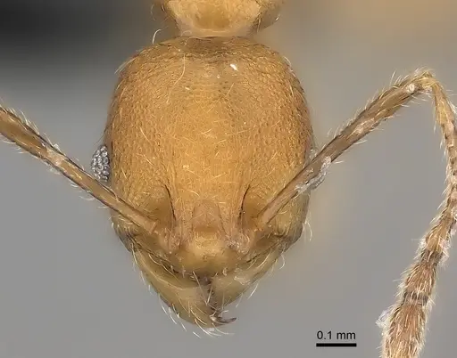 Pheidole rugocephala - CASENT0078393