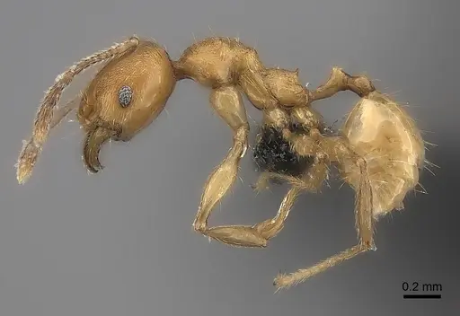 Pheidole rugocephala - CASENT0078393