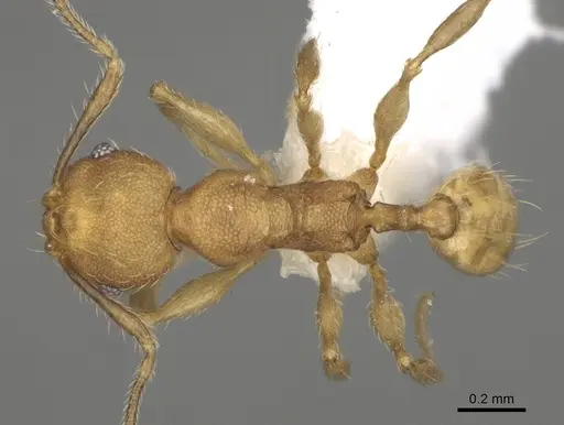 Pheidole rugocephala - CASENT0198470