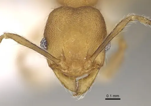 Pheidole rugocephala - CASENT0198470