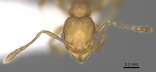 Pheidole rugocephala - CASENT0198470