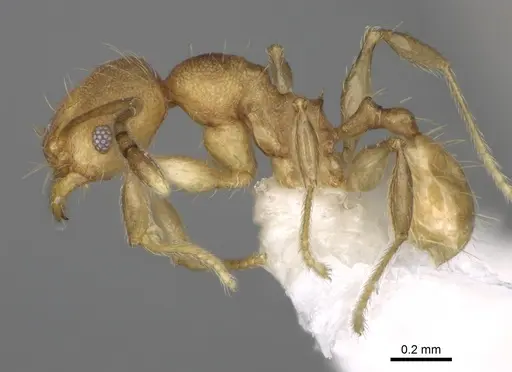 Pheidole rugocephala - CASENT0198470