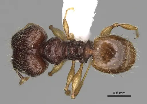 Pheidole rugocephala - CASENT0923224