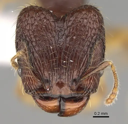 Pheidole rugocephala - CASENT0923224