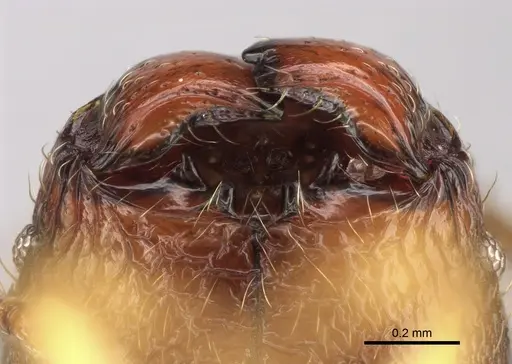 Pheidole rugocephala - CASENT0923224