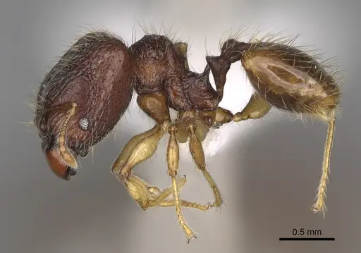 Pheidole rugocephala - CASENT0923224