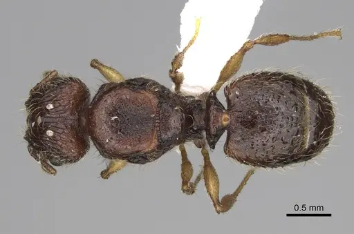 Pheidole rugocephala - CASENT0923225