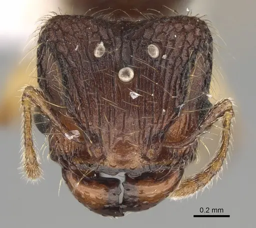 Pheidole rugocephala - CASENT0923225
