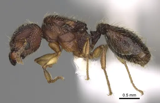 Pheidole rugocephala - CASENT0923225