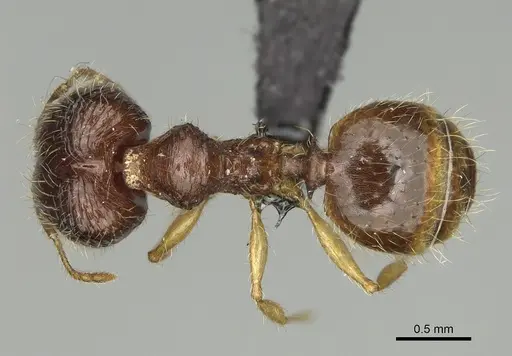 Pheidole rugofitarata specimen