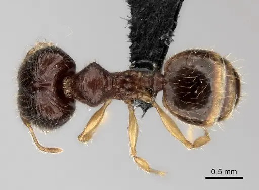 Pheidole rugofitarata specimen