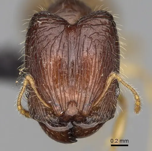 Pheidole rugofitarata specimen