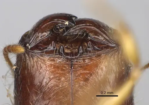 Pheidole rugofitarata - CASENT0078206