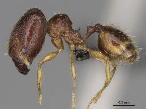 Pheidole rugofitarata - CASENT0078206
