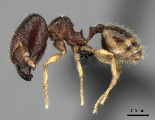 Pheidole rugofitarata - CASENT0078206
