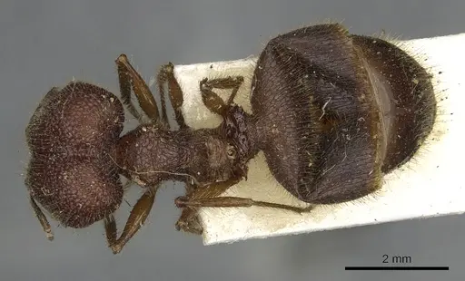 Pheidole rugosa specimen