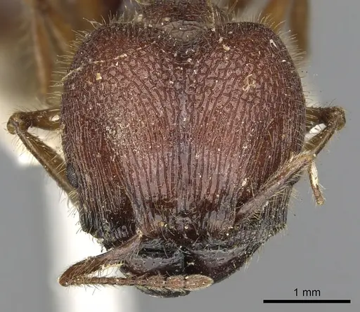 Pheidole rugosa specimen