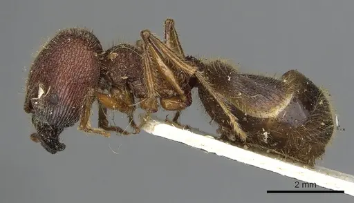 Pheidole rugosa specimen