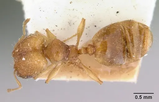 Pheidole rugosula specimen
