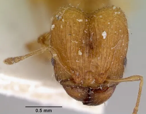 Pheidole rugosula specimen