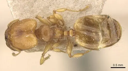 Pheidole rugosula - CASENT0908051