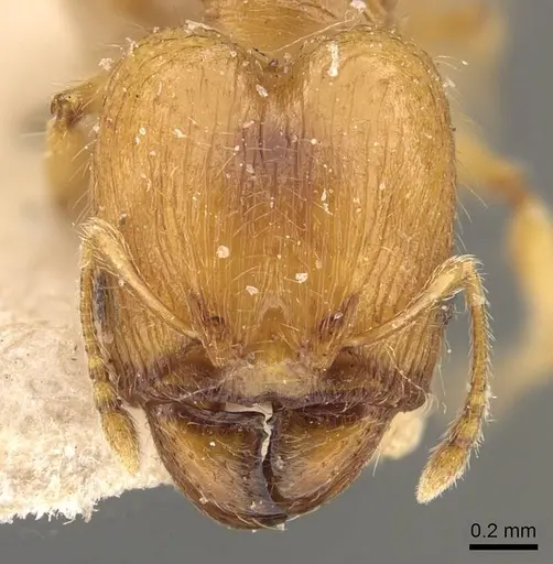 Pheidole rugosula - CASENT0908051