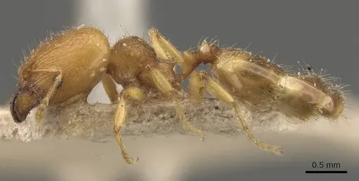 Pheidole rugosula - CASENT0908051