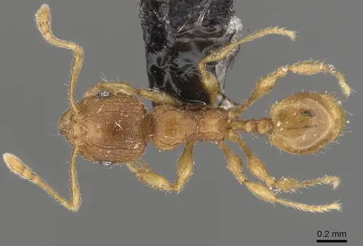 Pheidole rugosula - CASENT0908052