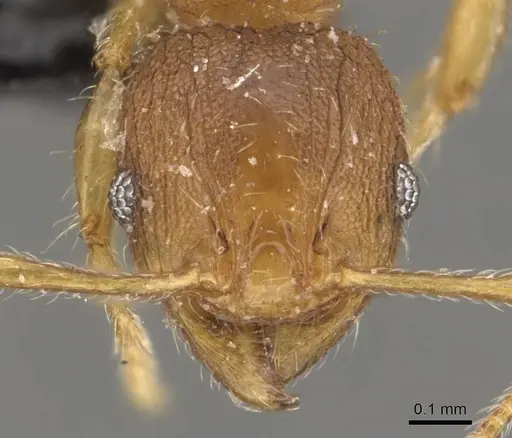 Pheidole rugosula - CASENT0908052