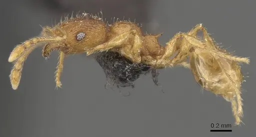 Pheidole rugosula - CASENT0908052