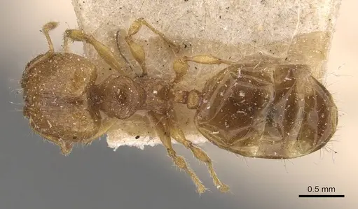 Pheidole rugosula - CASENT0908062