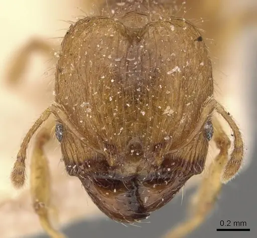 Pheidole rugosula - CASENT0908062