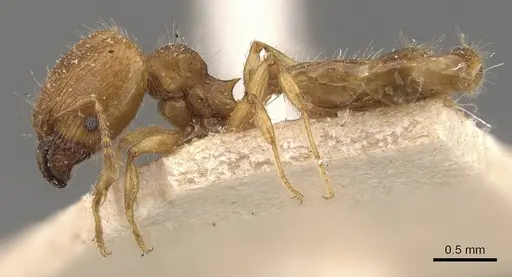 Pheidole rugosula - CASENT0908062