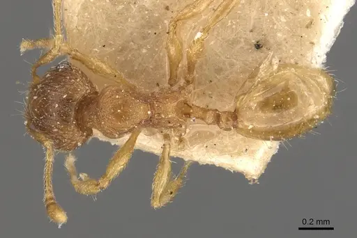Pheidole rugosula - CASENT0908063