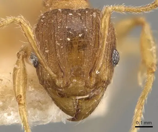 Pheidole rugosula - CASENT0908063