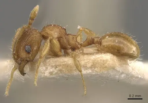Pheidole rugosula - CASENT0908063