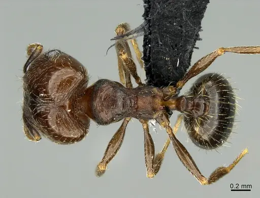 Pheidole rugulosa specimen