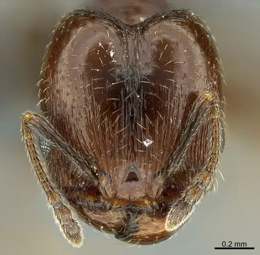 Pheidole rugulosa specimen