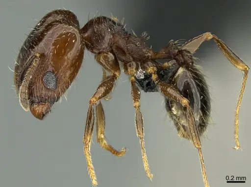 Pheidole rugulosa specimen