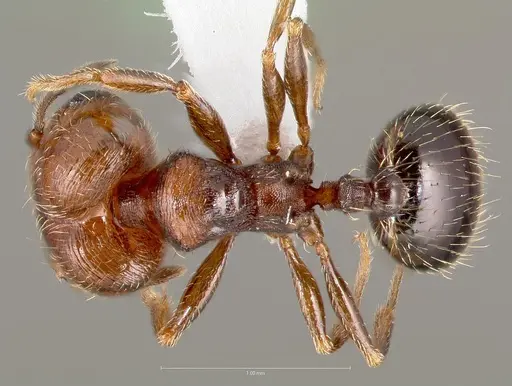 Pheidole rugulosa - CASENT0005769
