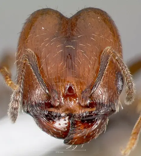 Pheidole rugulosa - CASENT0005769