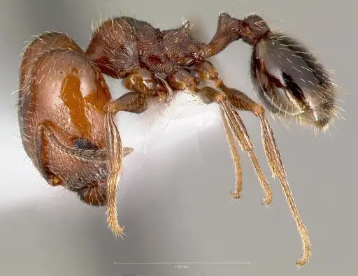 Pheidole rugulosa - CASENT0005769