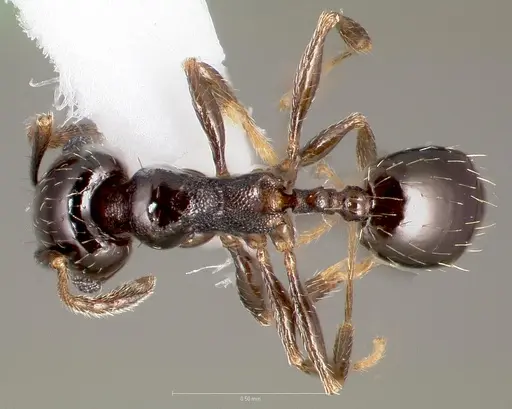 Pheidole rugulosa - CASENT0005770