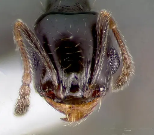 Pheidole rugulosa - CASENT0005770