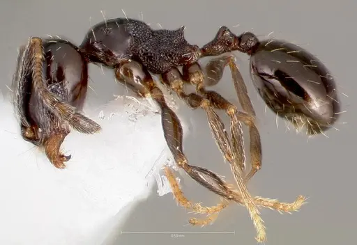 Pheidole rugulosa - CASENT0005770
