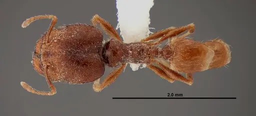 Pheidole rugulosa - FMNHINS0000062691